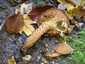 Tüskés tőkegomba (Pholiota squarrosa), Bakony